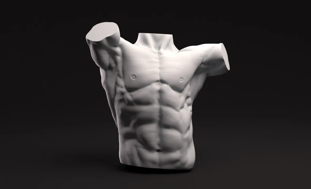 Torsos